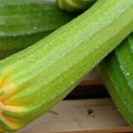 À la découverte de la saison des courgettes : secrets et délices du légume incontournable !