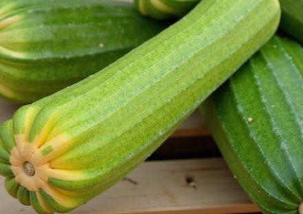 À la découverte de la saison des courgettes : secrets et délices du légume incontournable !